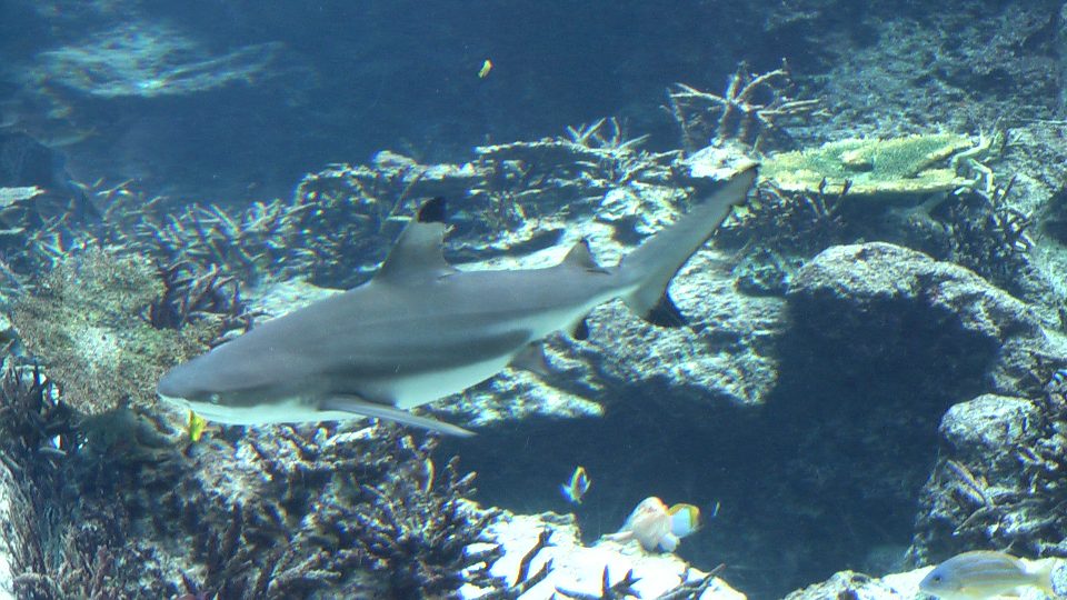 IMGA0096.jpg