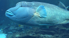 IMGA0099_thumb.png