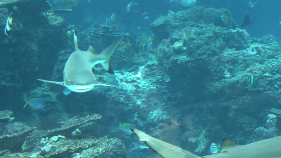 IMGA0101.jpg