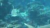 IMGA0101_thumb.png