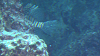 IMGA0103_thumb.png