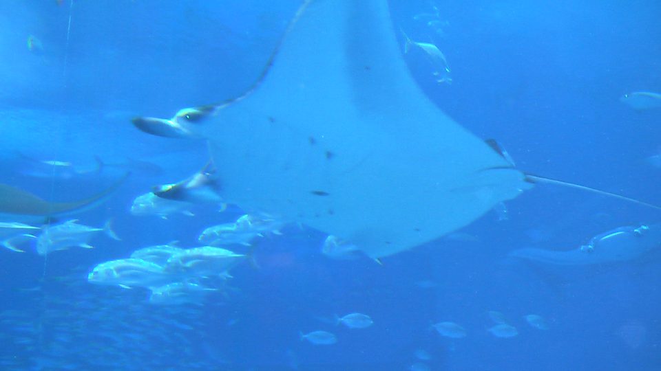 IMGA0116.jpg
