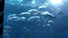 IMGA0118_thumb.png