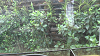 IMGA0136_thumb.png