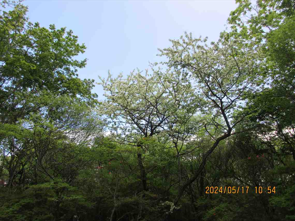 IMG_3390_R.JPG