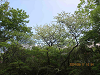IMG_3390_R_thumb.png